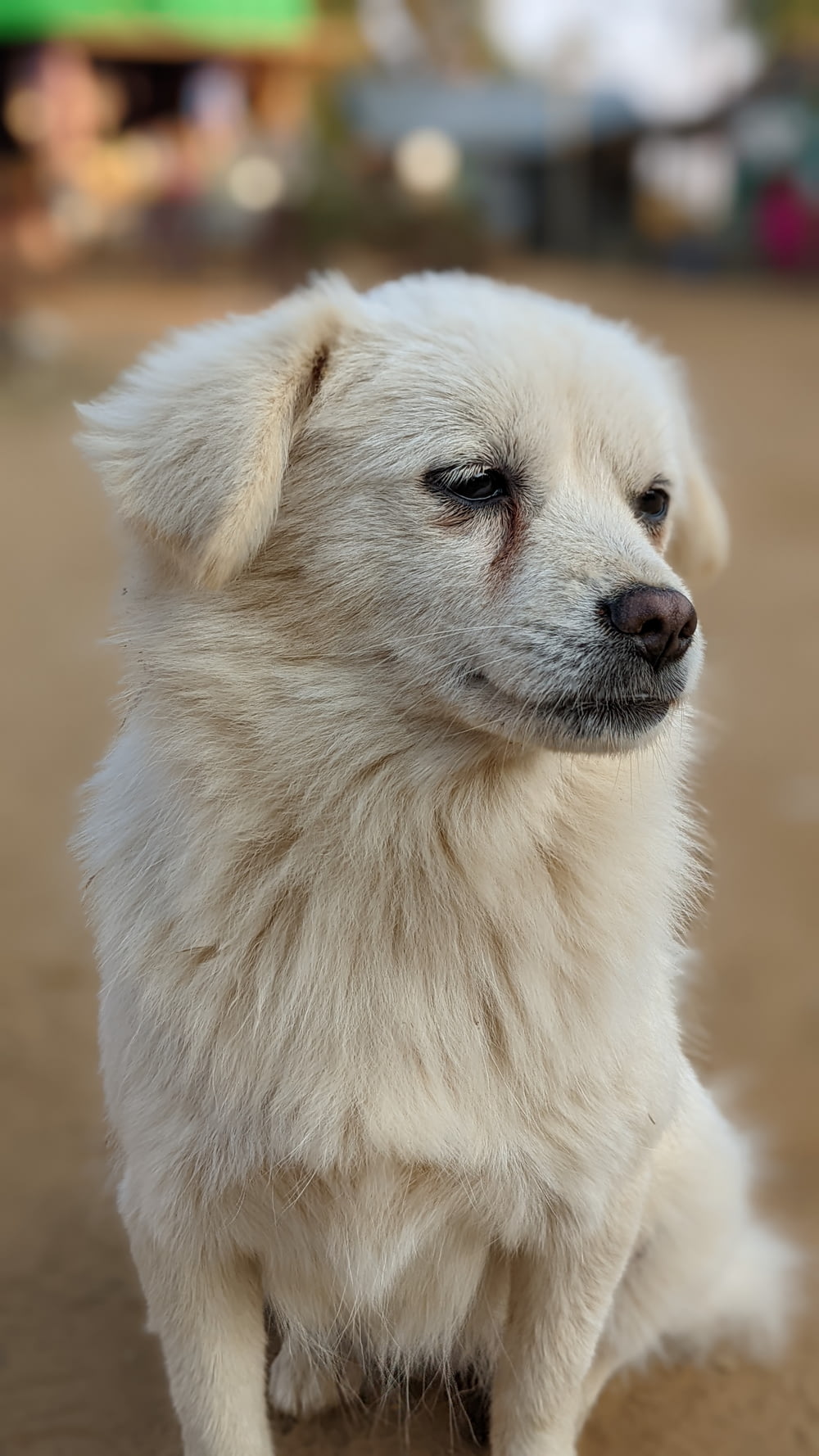 Un perro blanco con una mirada triste en su rostro