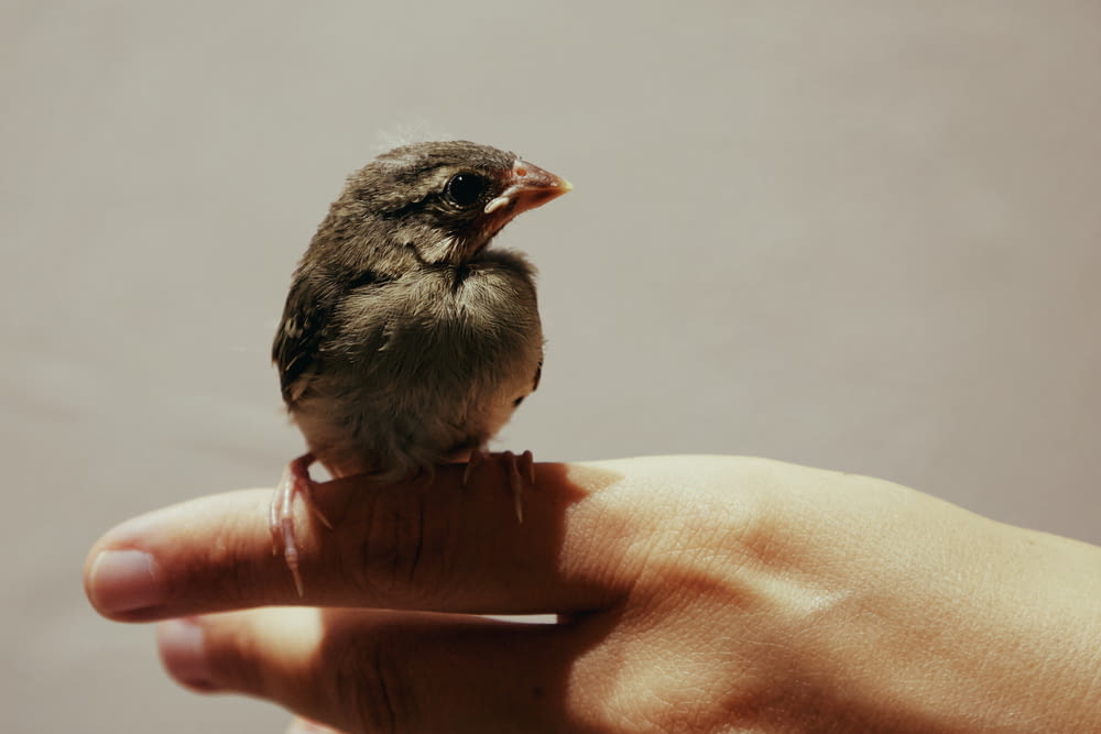 a small bird sitting on top of a persons hand