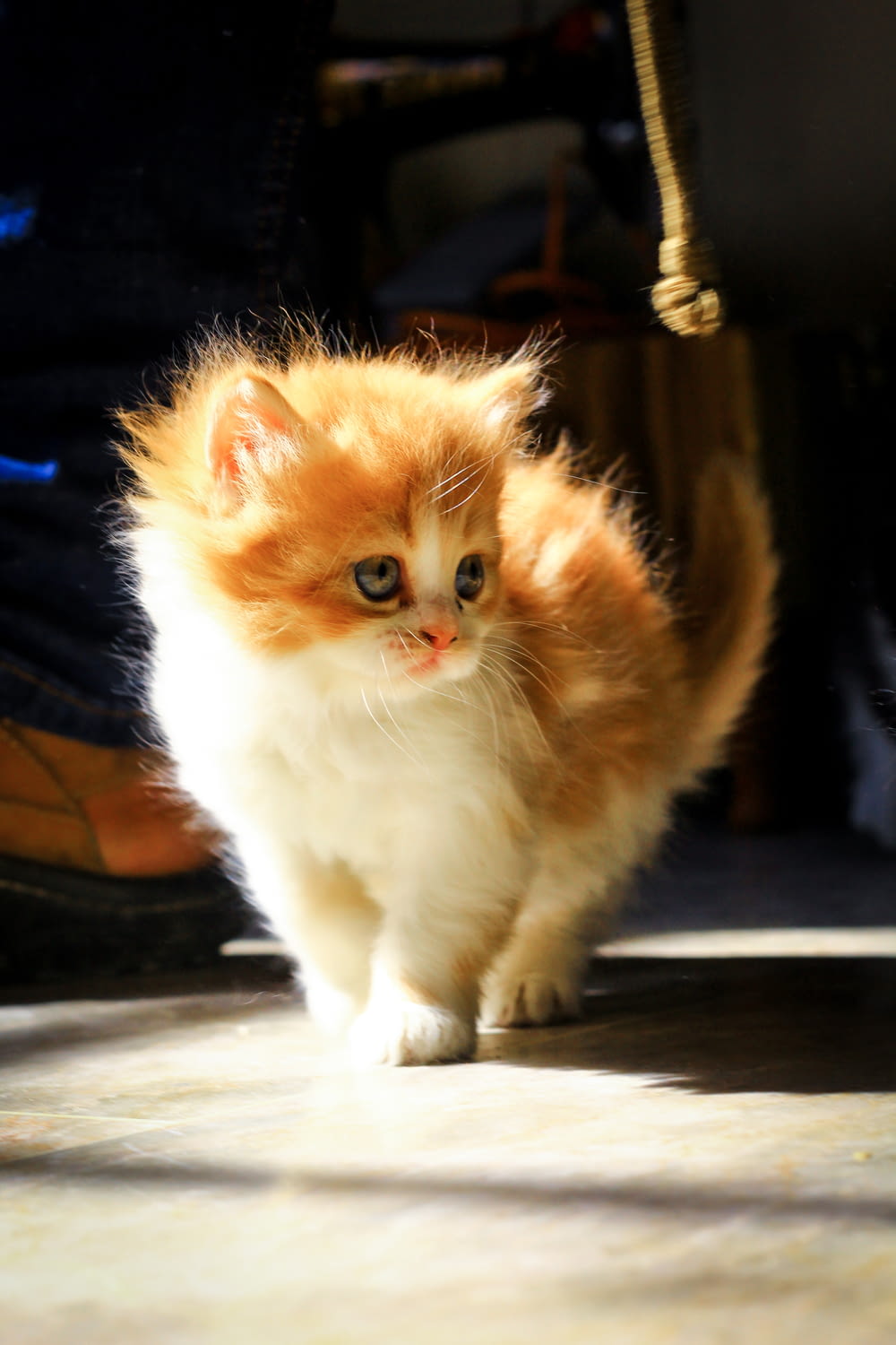 a small orange and white kitten walking across a floor