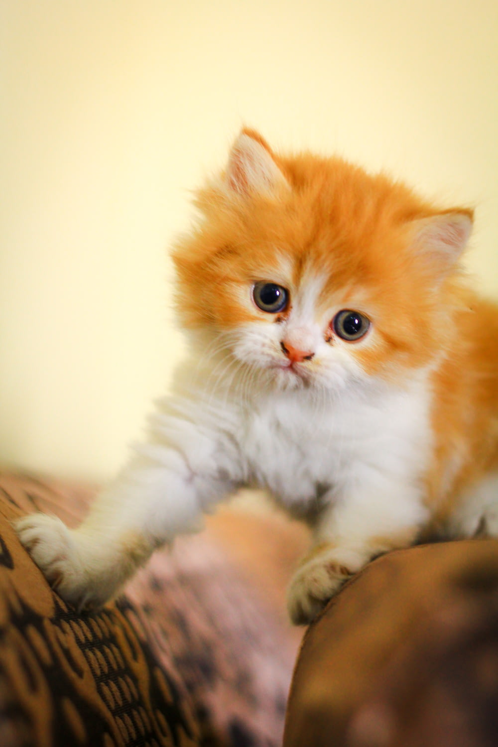 a small orange and white kitten sitting on top of a couch