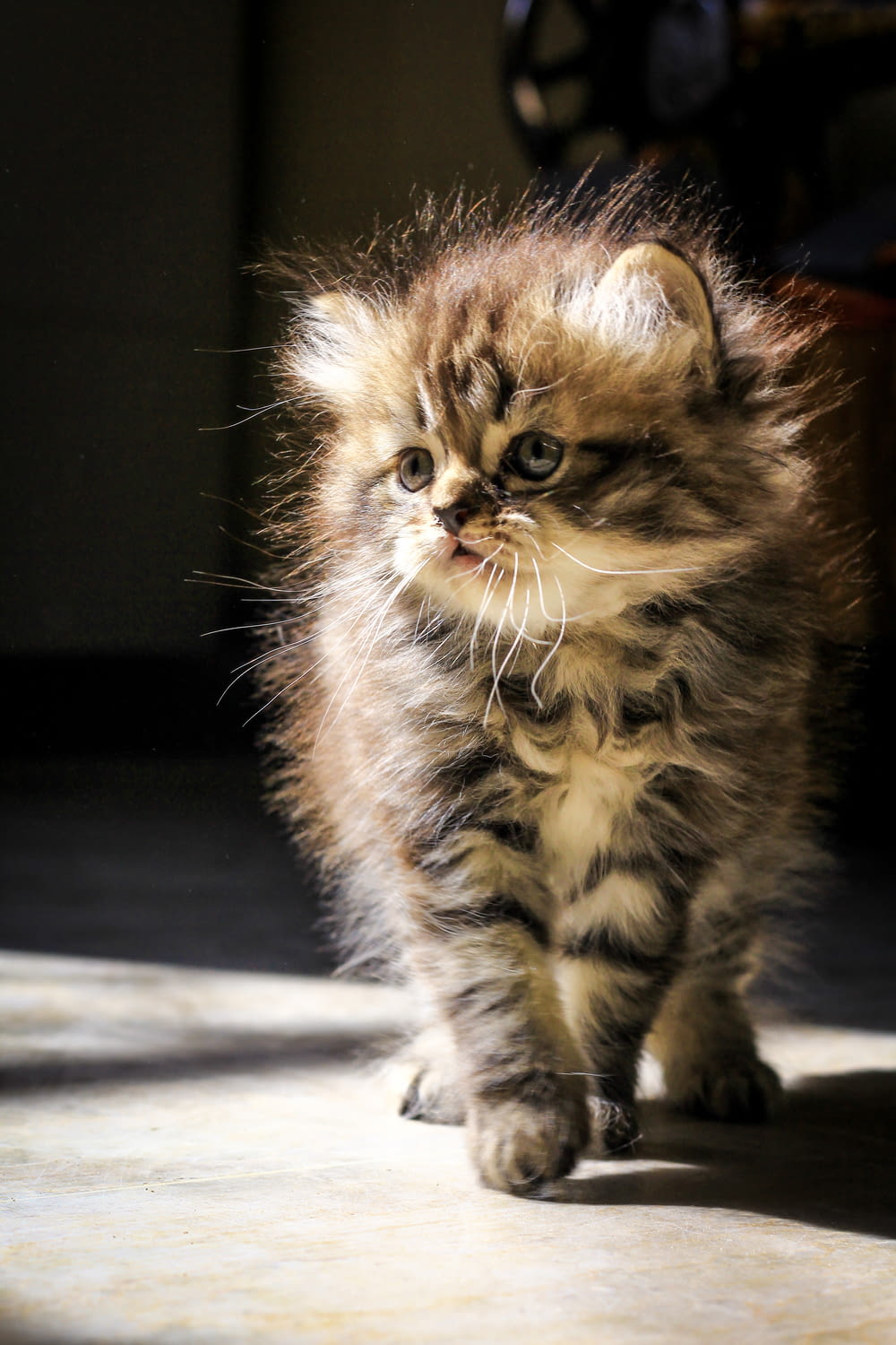 a small kitten walking across a tile floor