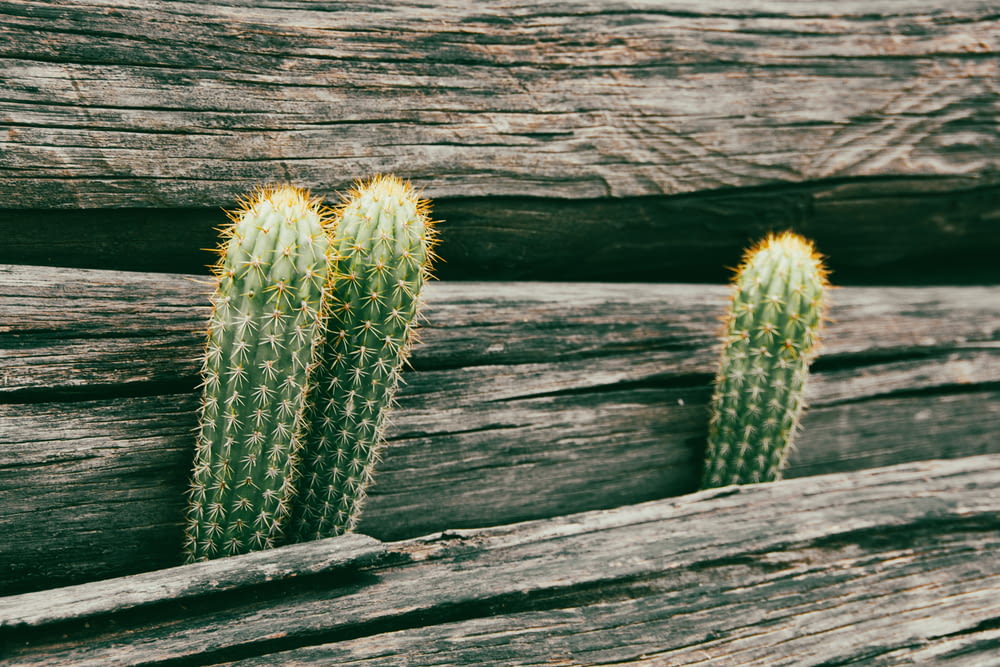 three green cactus plants growing out of a wooden wall