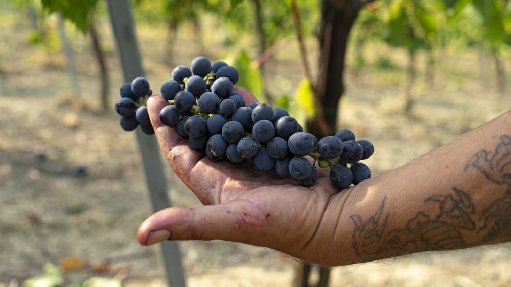 uma pessoa segurando um cacho de uvas na mão