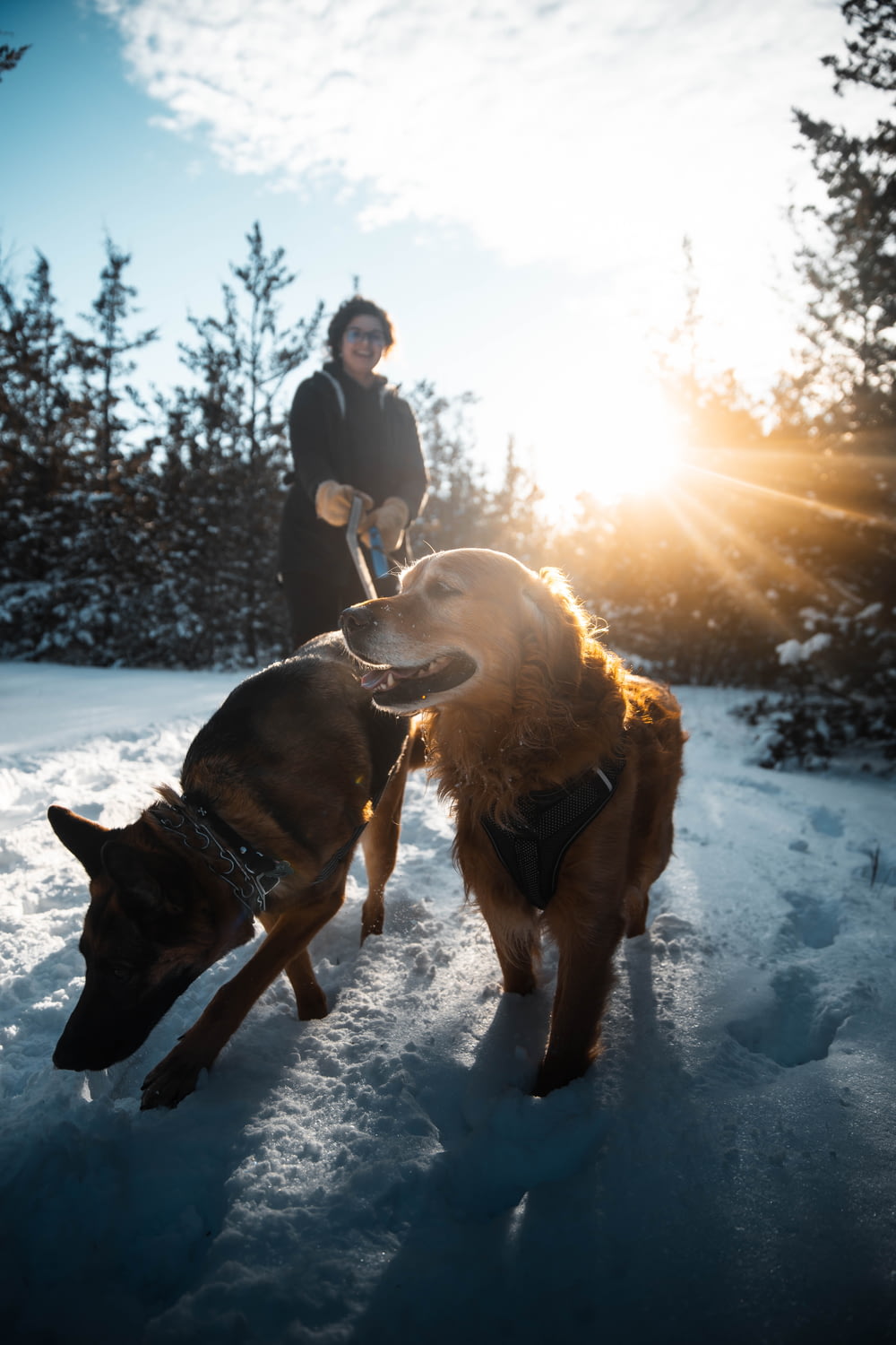 two dogs playing in the snow with a person