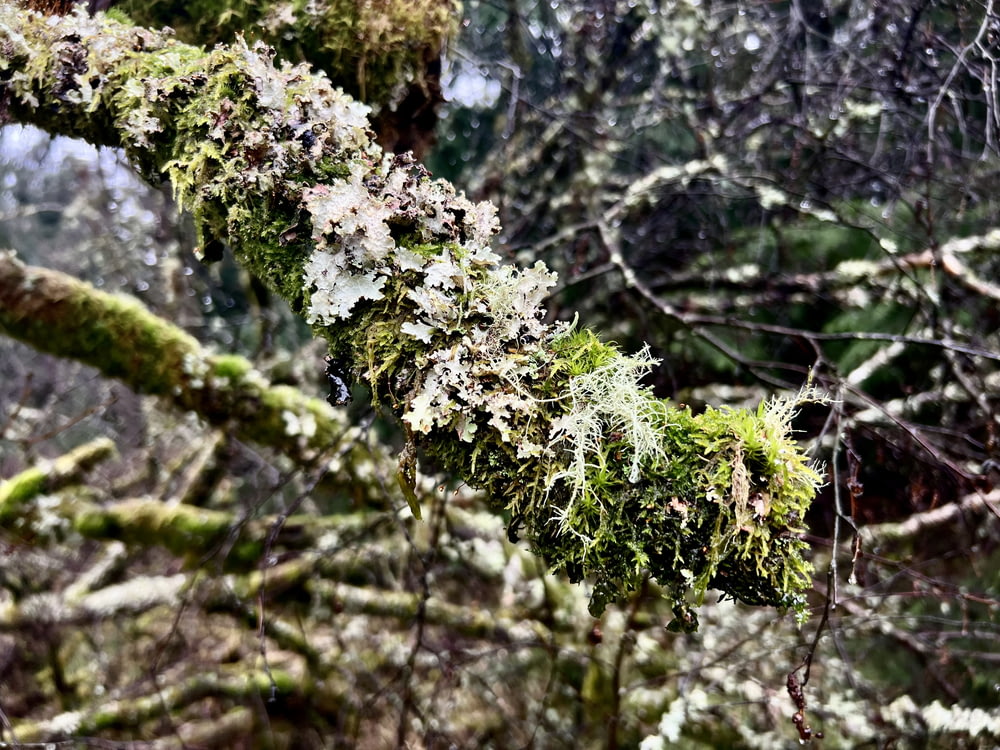 a moss covered tree branch in a forest