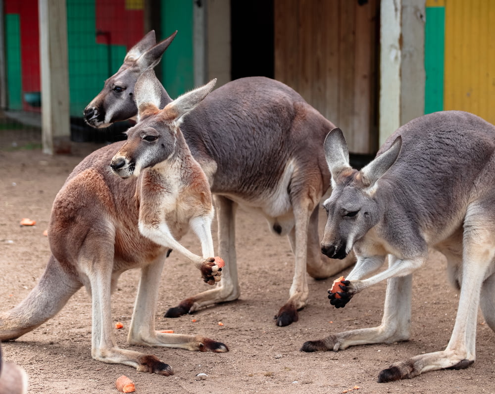 Un groupe de kangourous mangeant de la nourriture devant un bâtiment