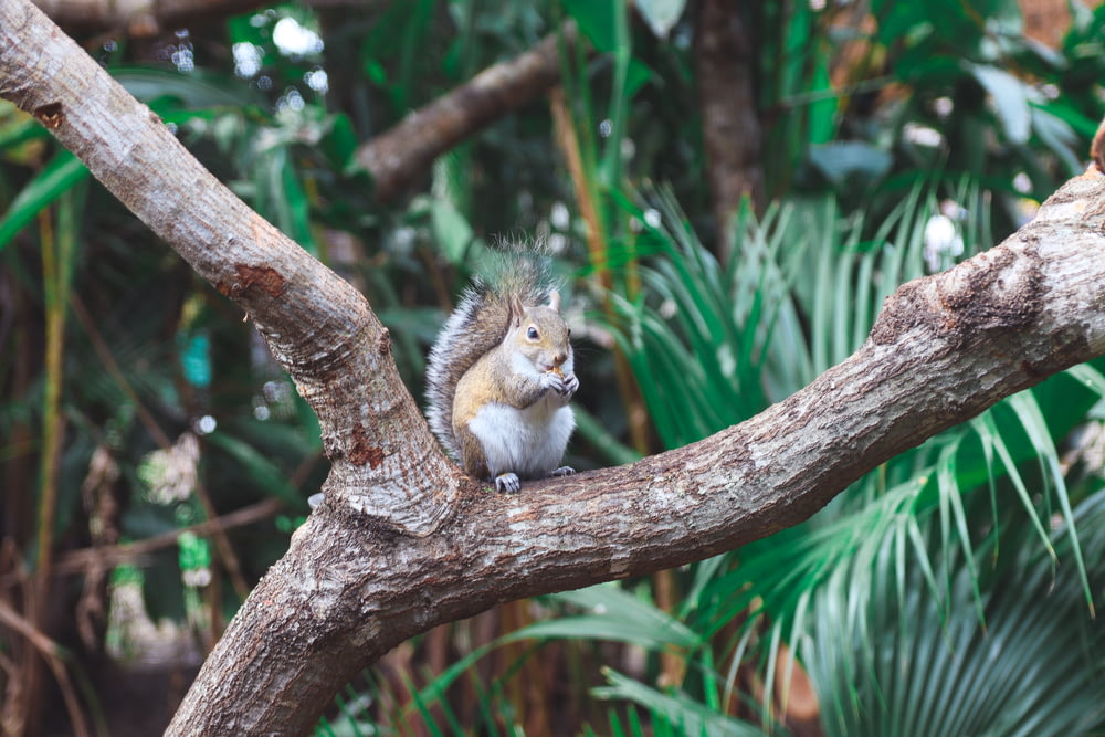 um esquilo está sentado em um galho de árvore