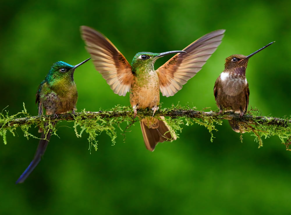 three hummingbirds perched on a branch with their wings open