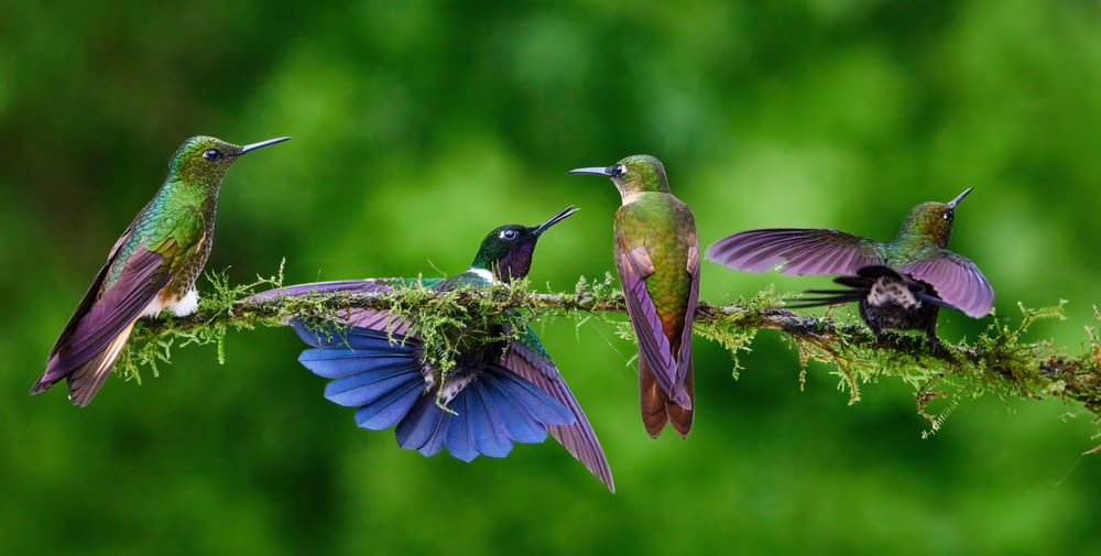 a group of hummingbirds perched on a branch
