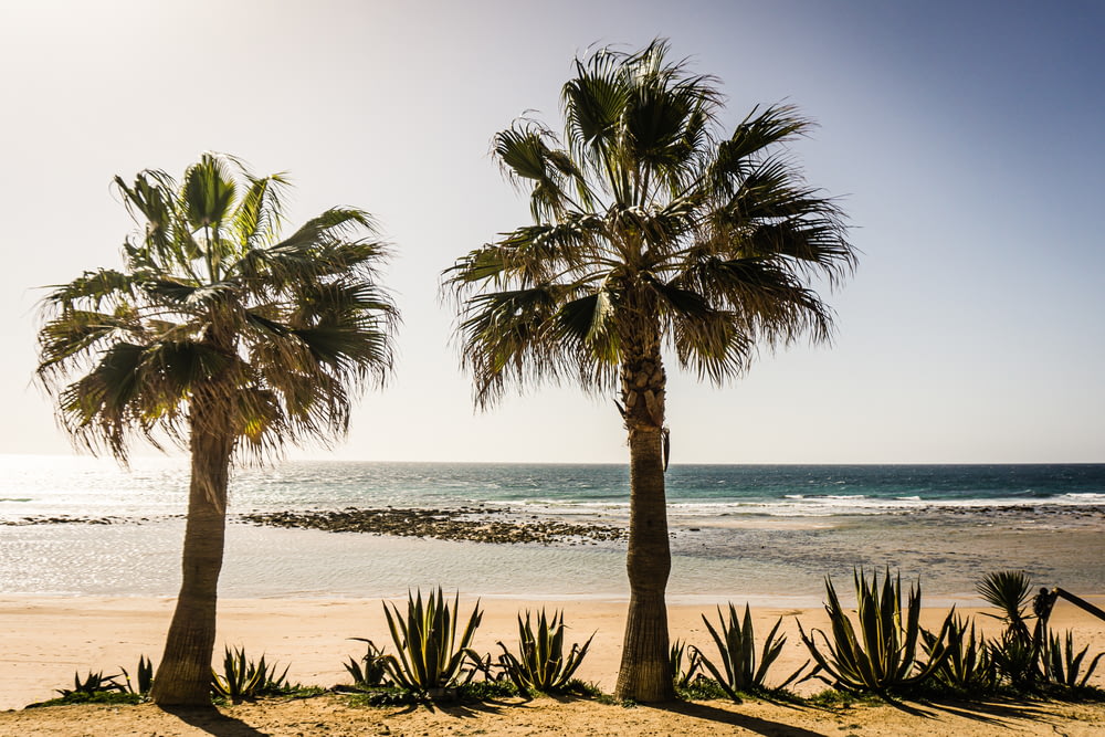 um grupo de palmeiras em uma praia perto de um corpo de água