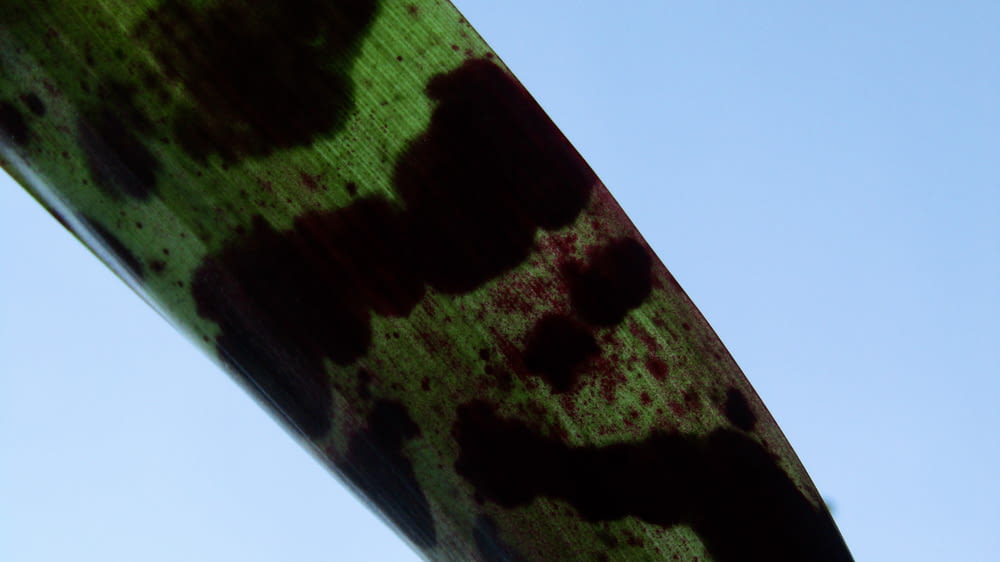 a close up of a green and black object