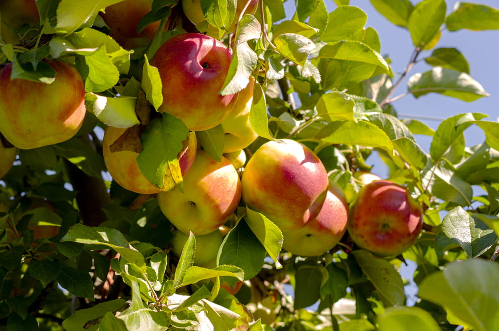 熟した果実がたくさん詰まった木