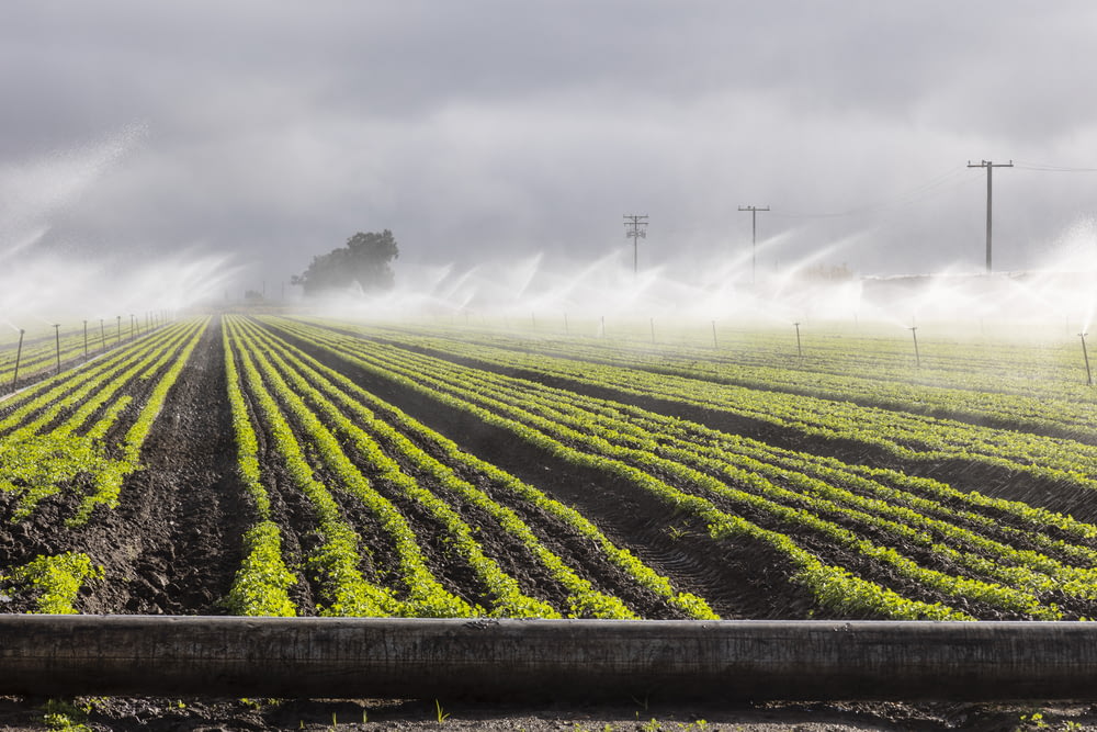 a foggy day in a farm field with sprinklers