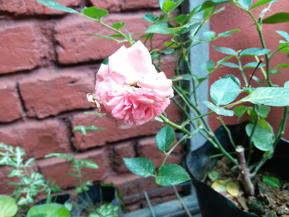 Eine rosa Rose blüht vor einer Ziegelmauer