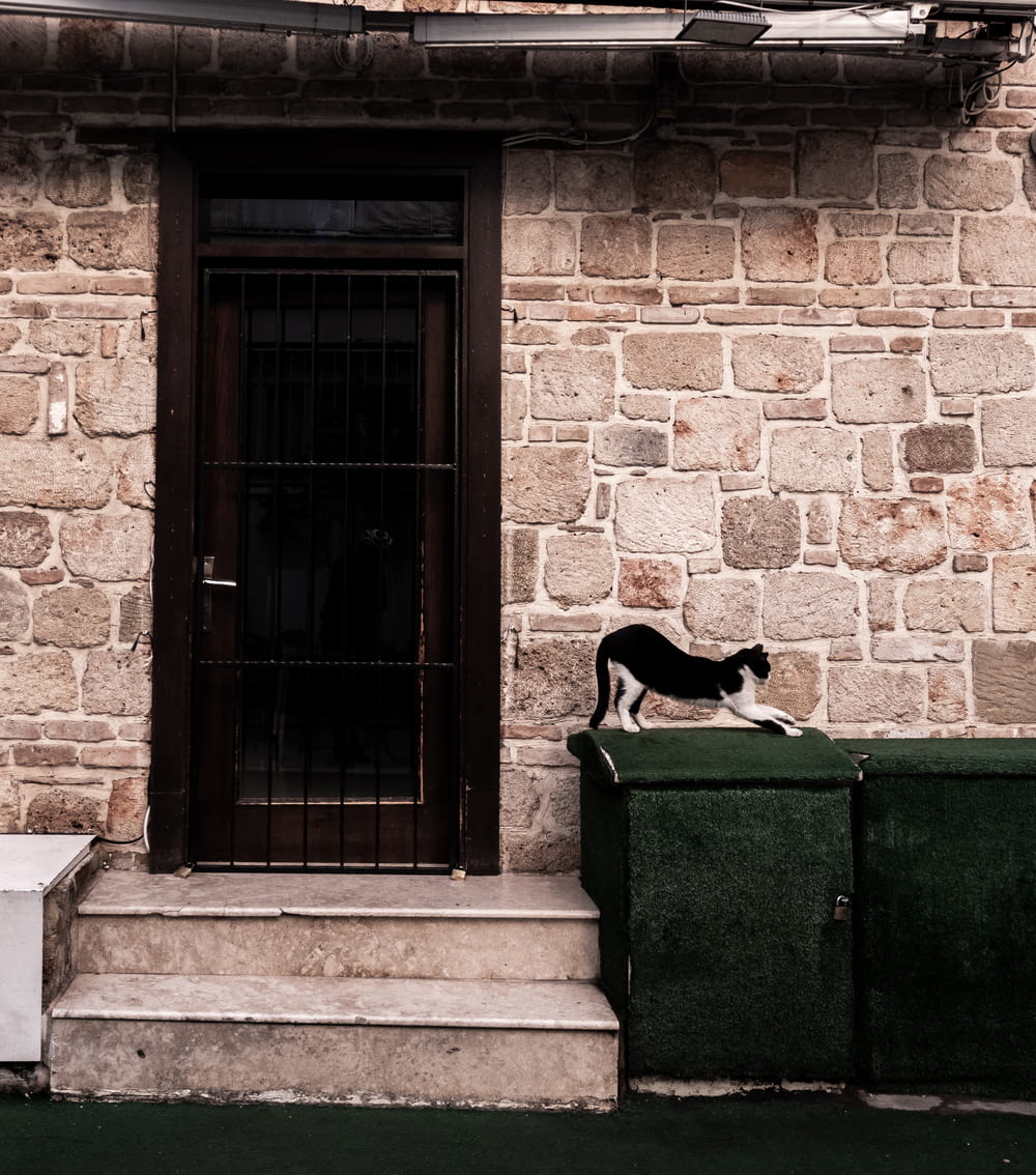 a black and white cat standing on top of a trash can