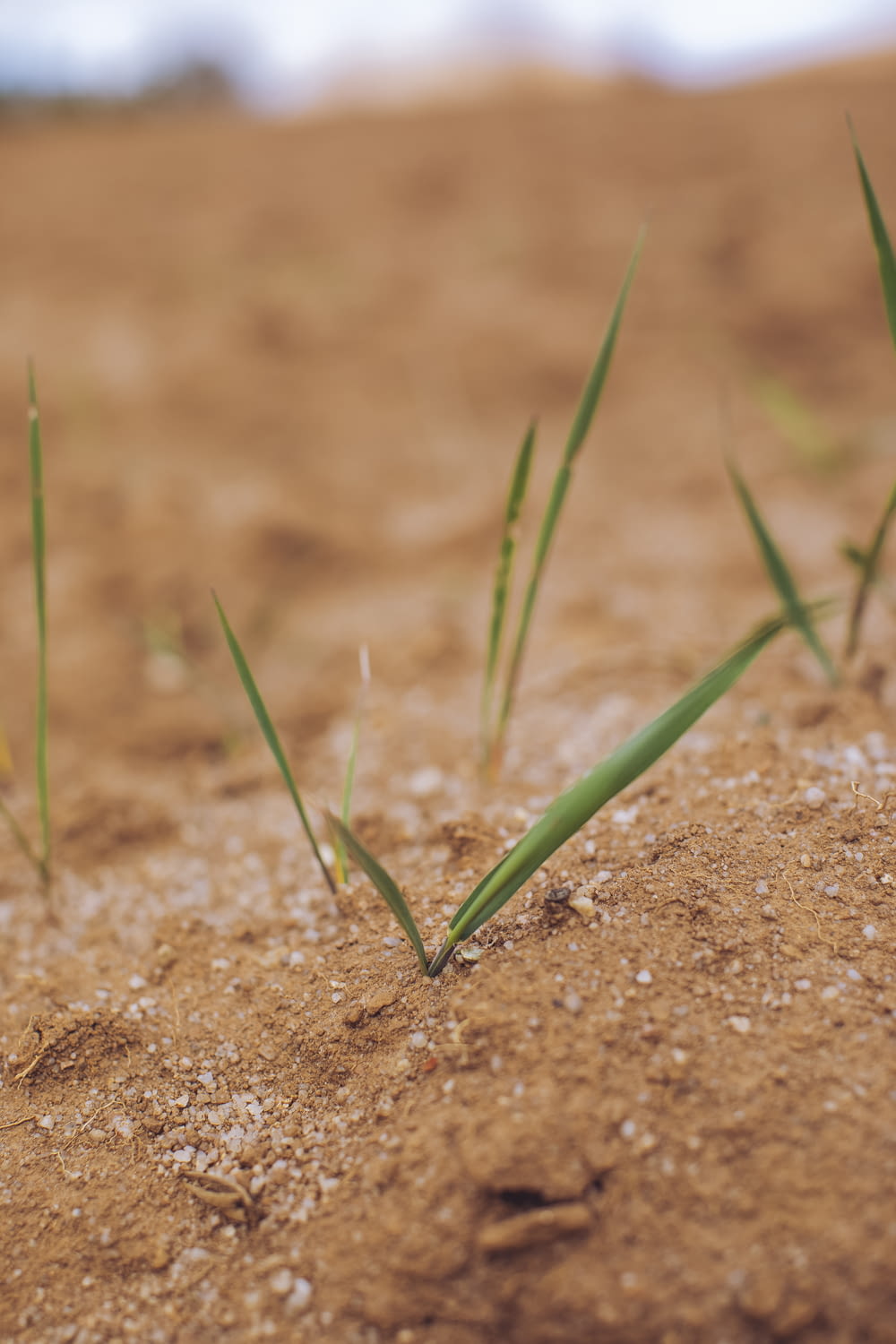 a close up of some grass growing in the dirt