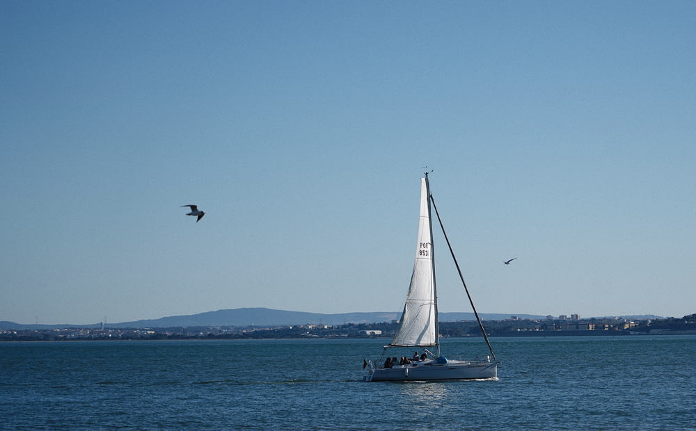 a sailboat in the water with a bird flying over it