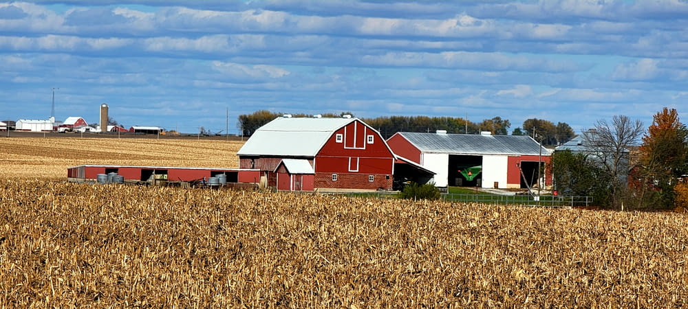 a red barn sits in a field of corn