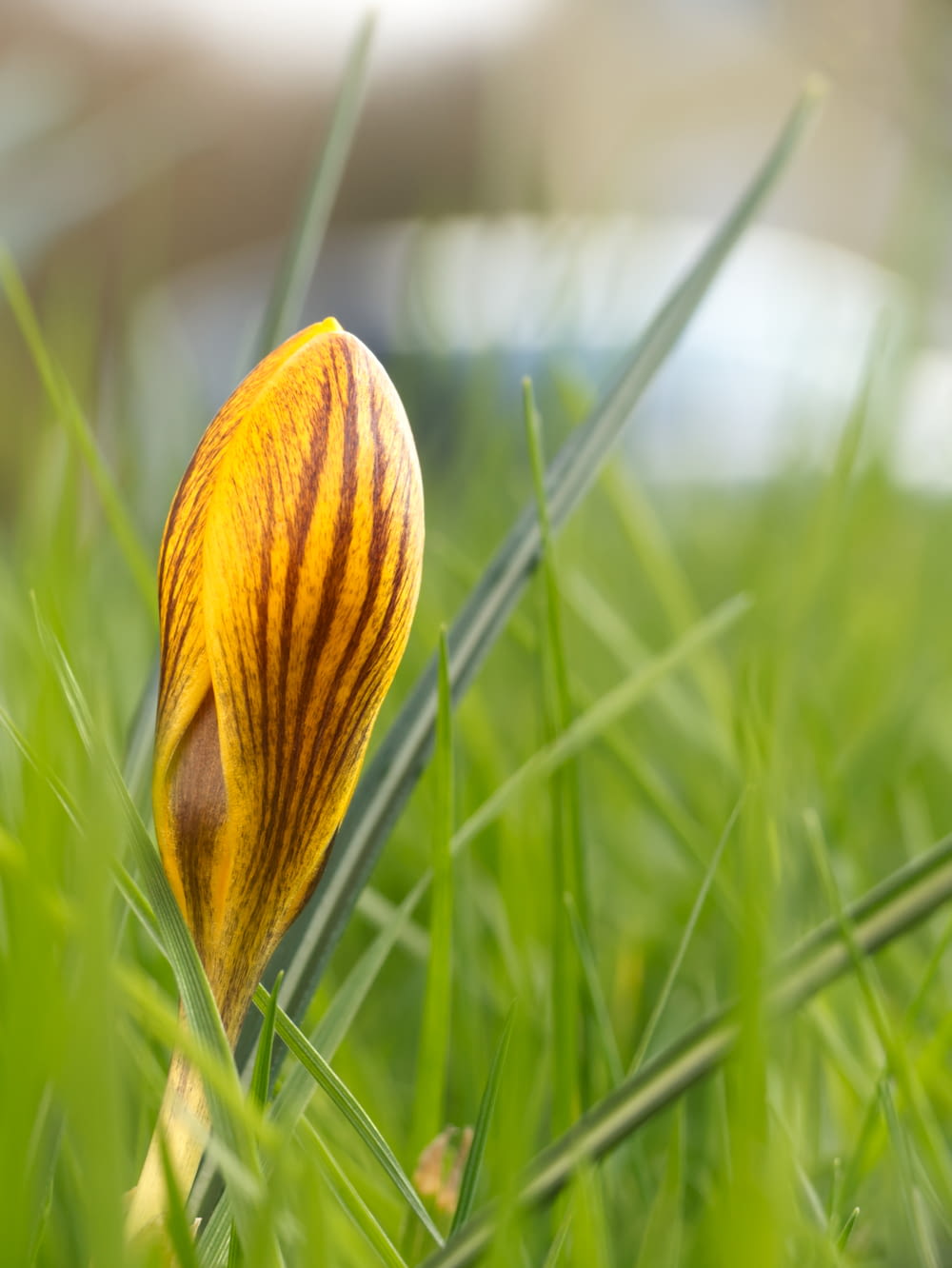 a close up of a flower in the grass