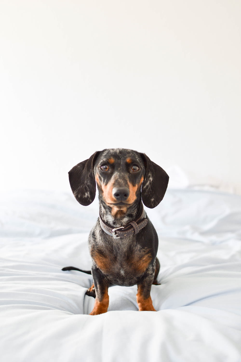 a black and brown dog sitting on top of a bed