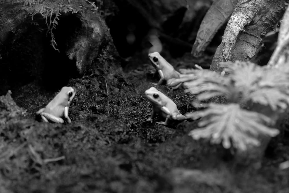 a black and white photo of small toy animals