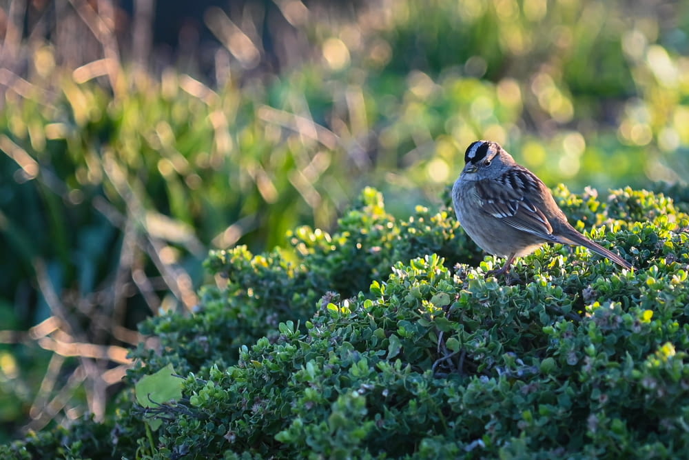 a small bird sitting on top of a green bush