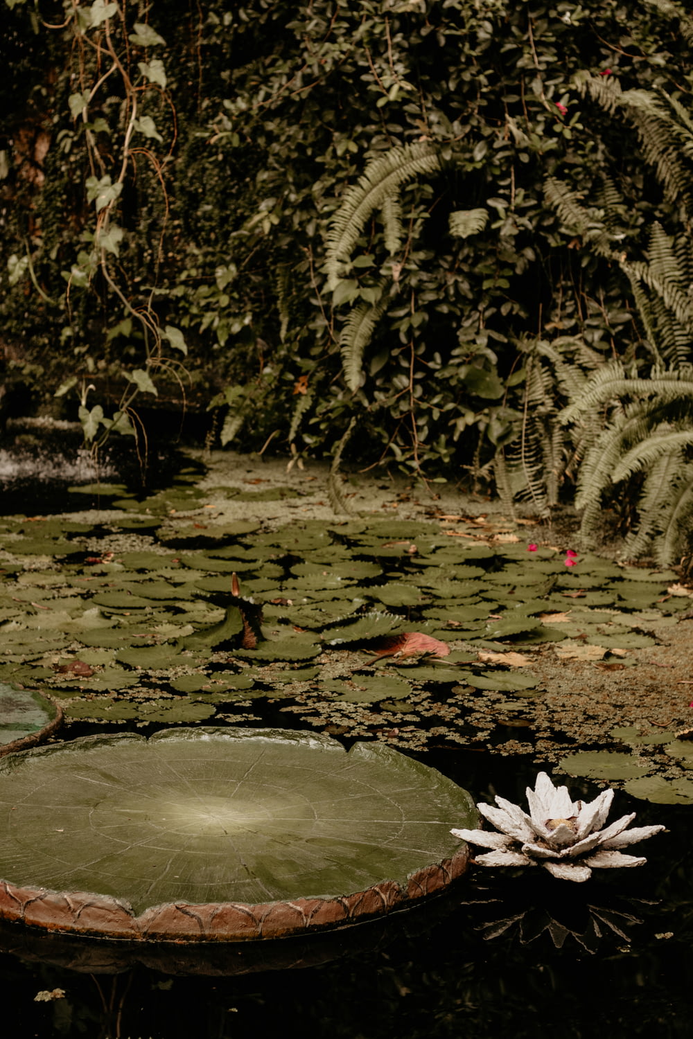 Una flor blanca flotando en la parte superior de un estanque