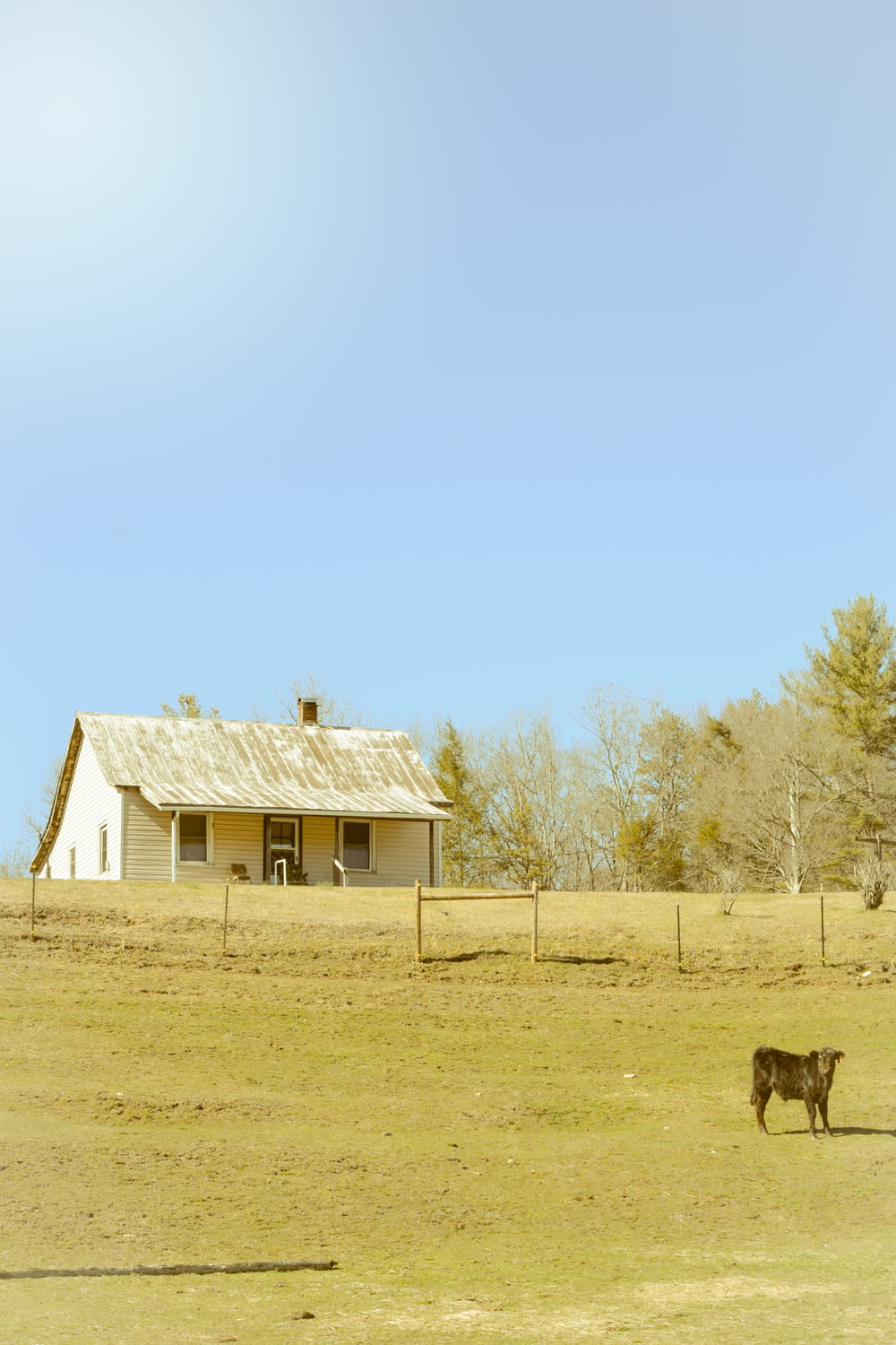 a cow standing in a field next to a house