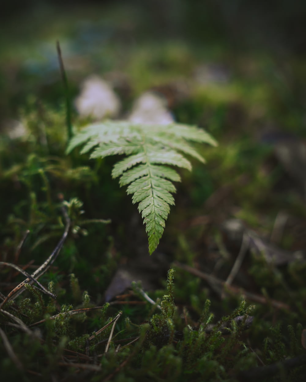 a small green leaf sitting on top of a lush green forest