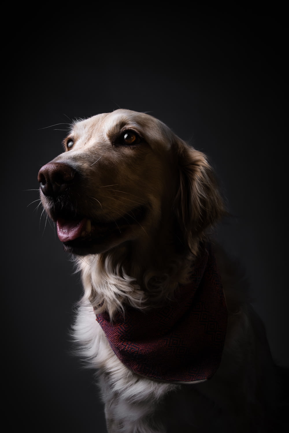 a close up of a dog wearing a bandana