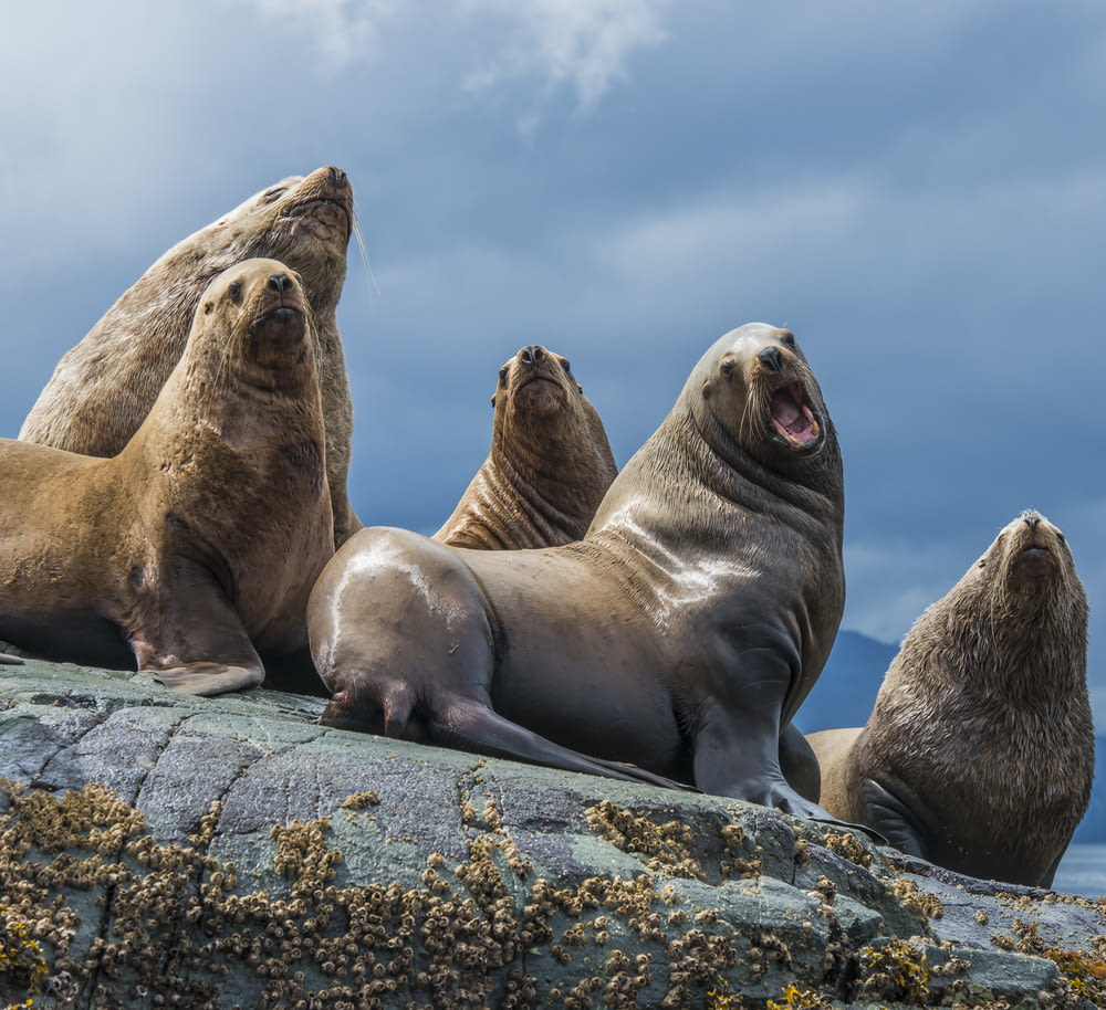 a group of sea lions sitting on top of a rock