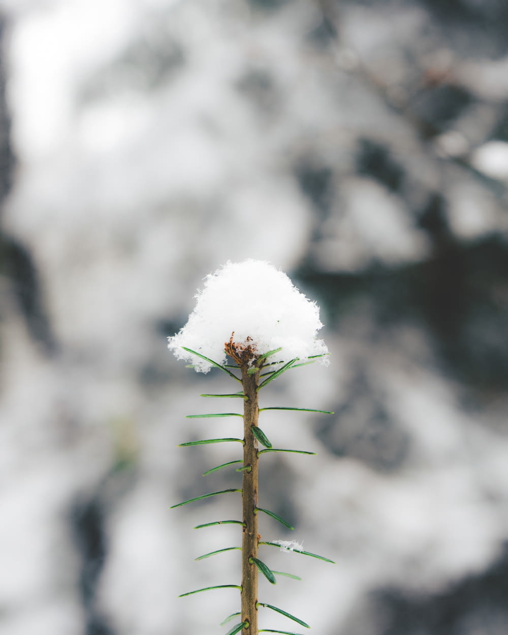 a plant with snow on top of it
