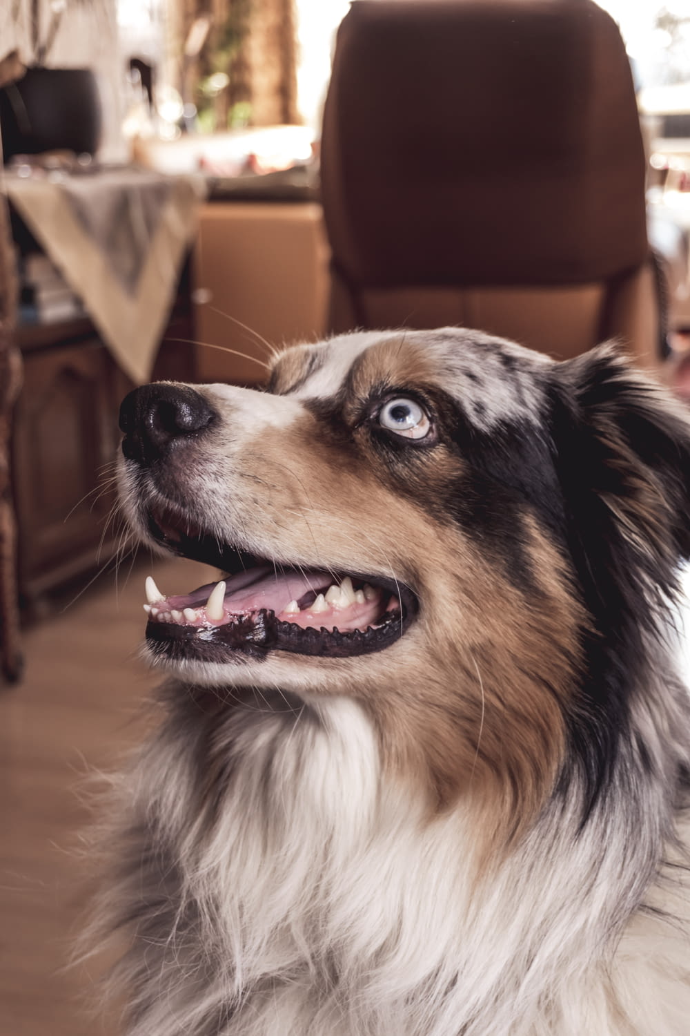 a close up of a dog with a chair in the background