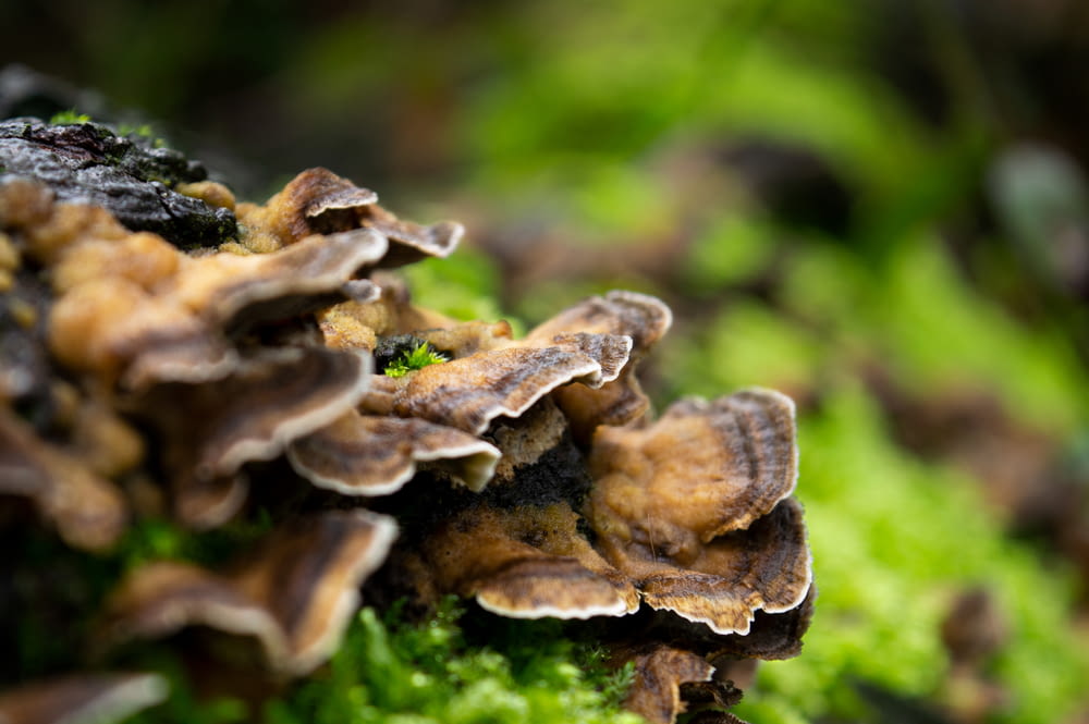 a close up of a bunch of mushrooms on a mossy surface