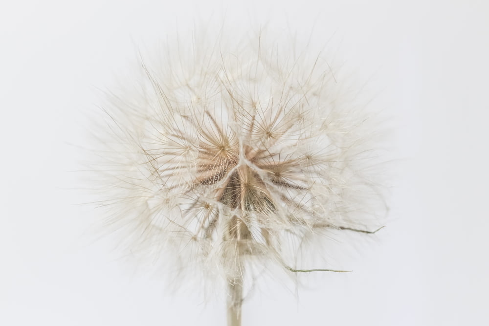 a close up of a dandelion on a white background