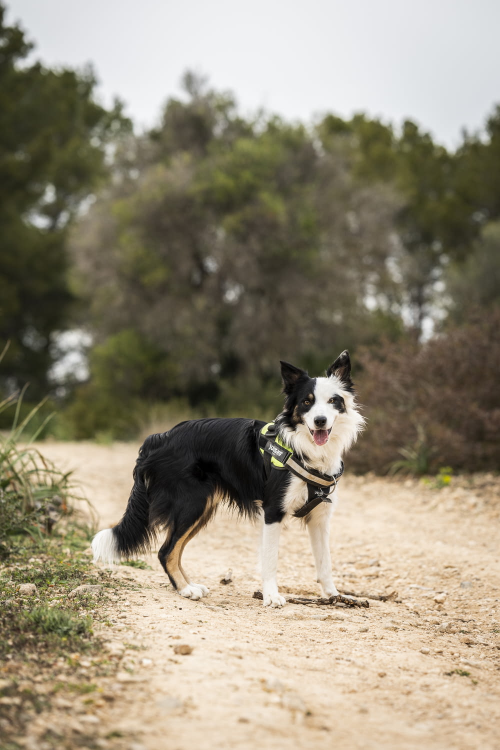 a black and white dog standing on a dirt road