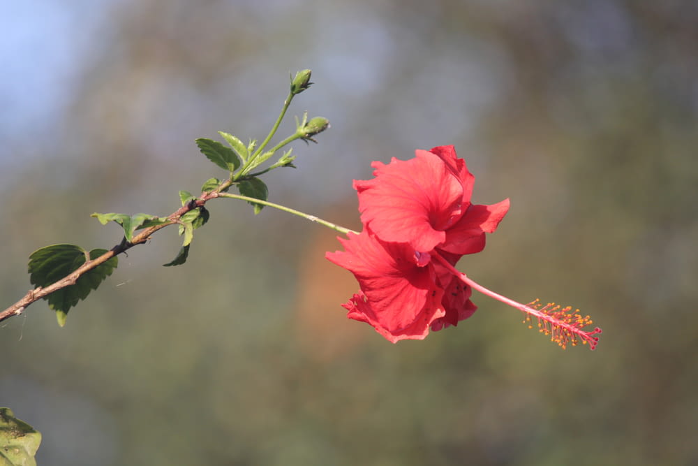 a red flower on a branch with a blurry background