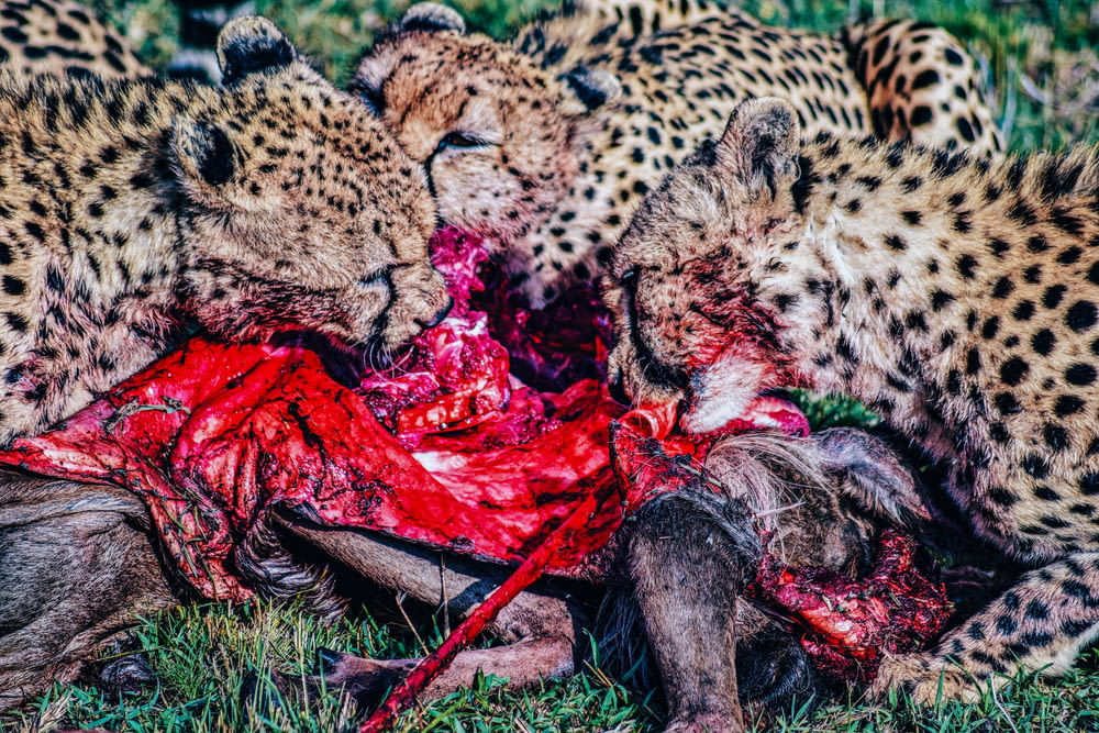 Un grupo de guepardos comiendo un cadáver en el suelo