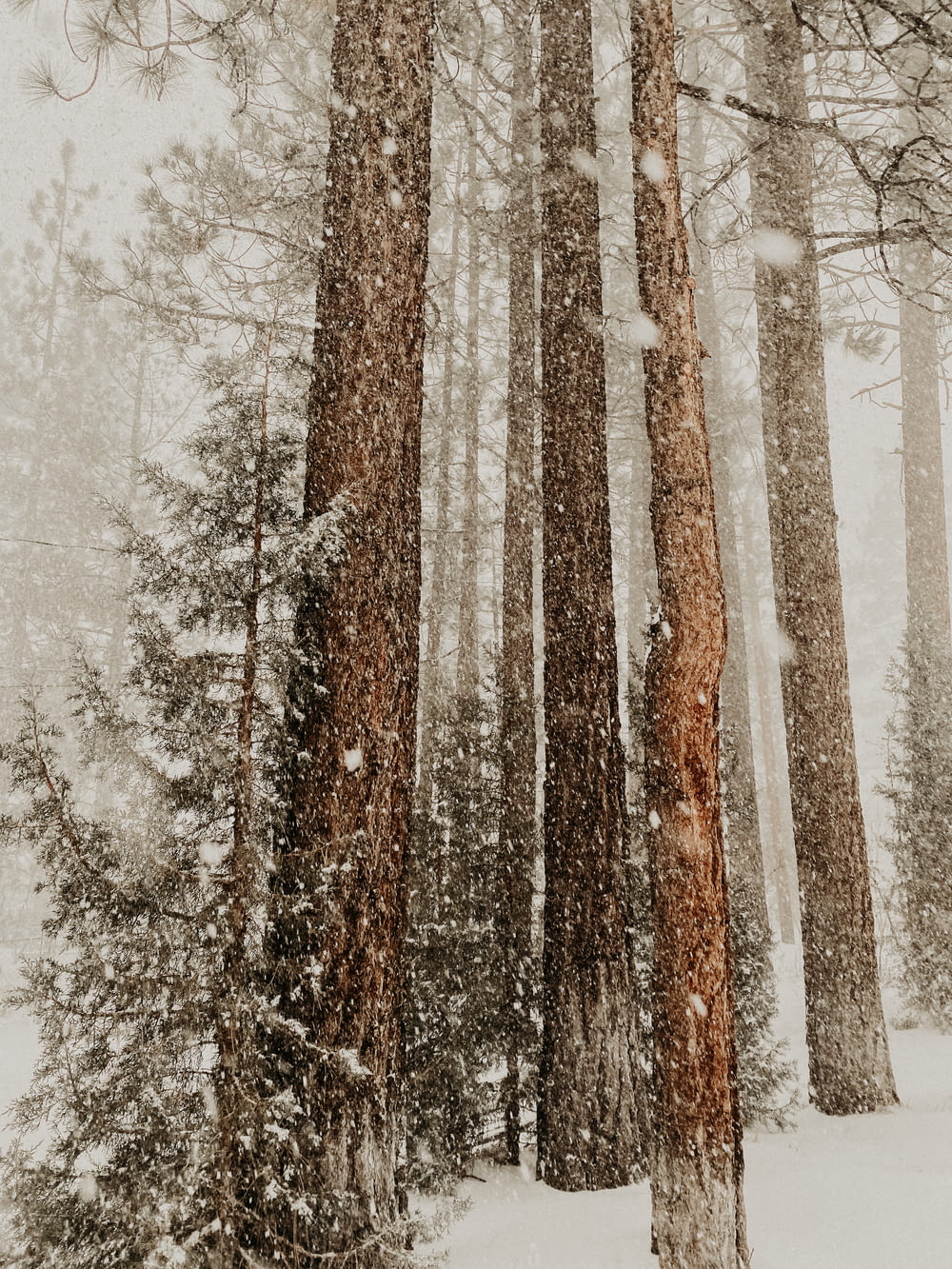 a snow covered forest filled with lots of tall trees