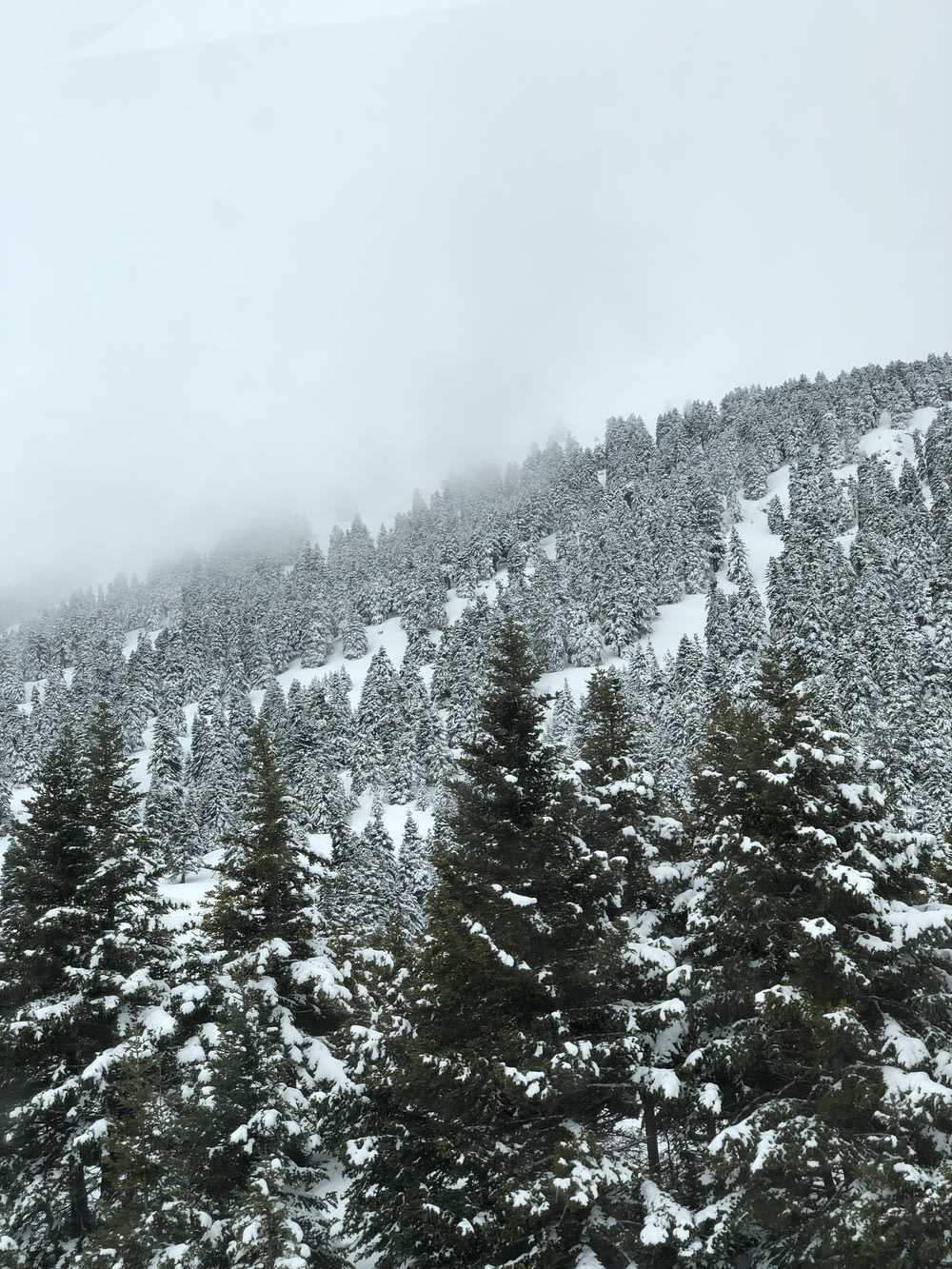 a snow covered mountain with evergreen trees in the foreground
