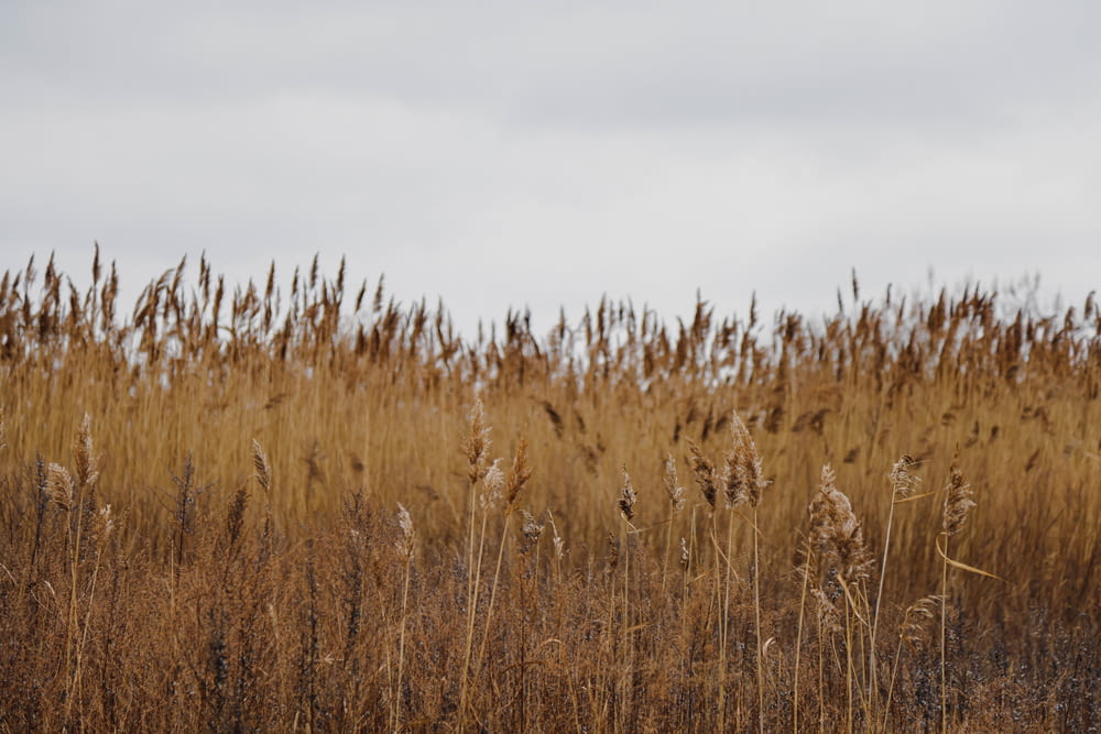 a field full of tall brown grass under a cloudy sky