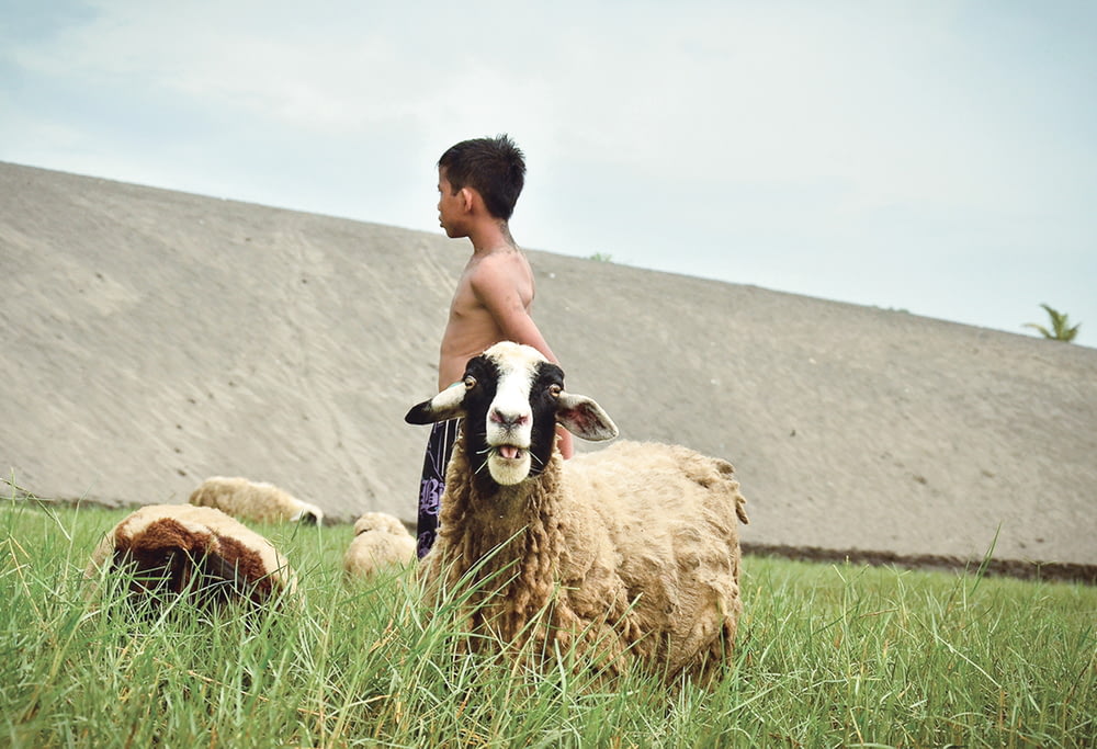 a young boy standing next to a sheep in a field