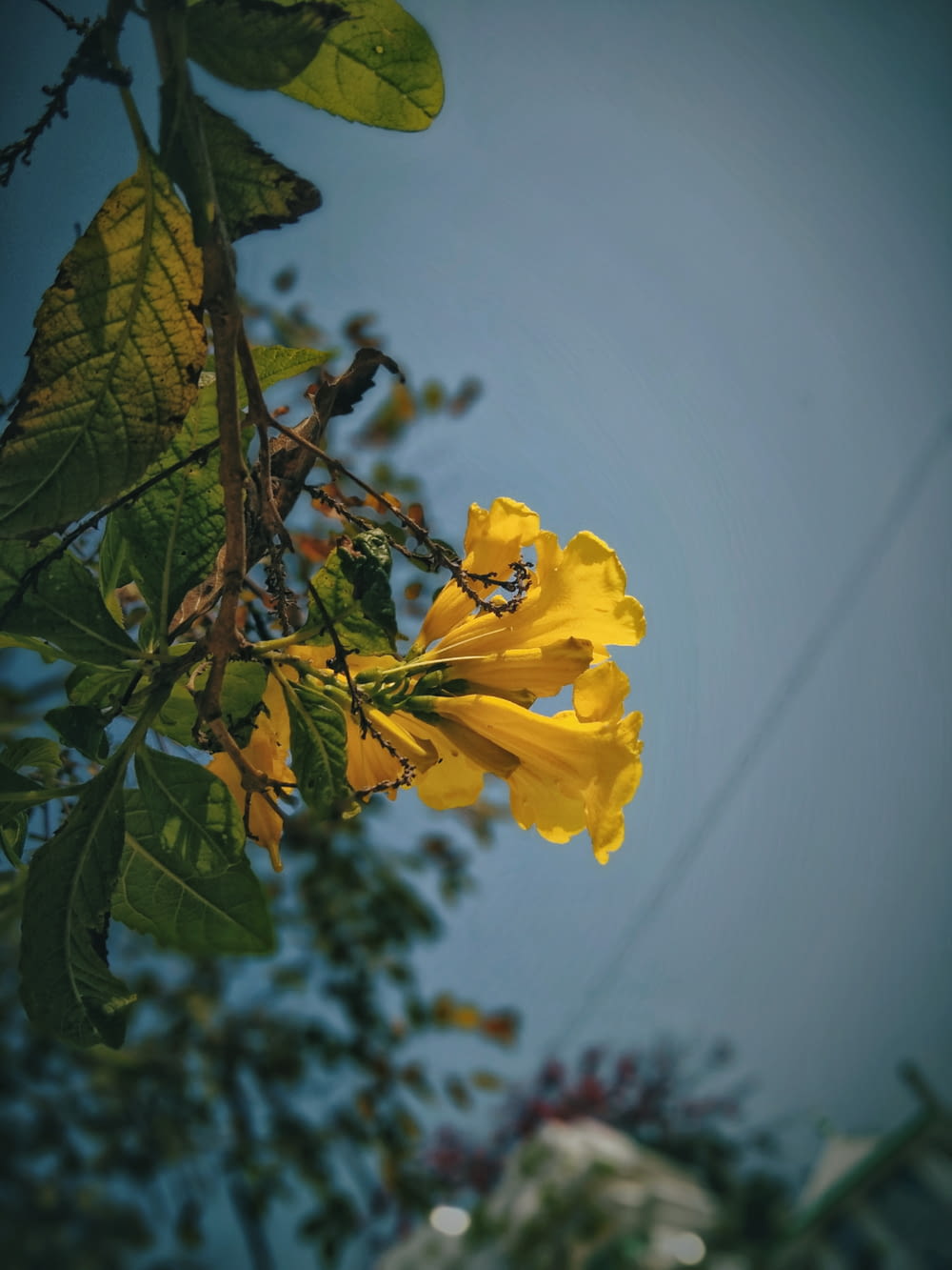 a yellow flower is growing on a tree