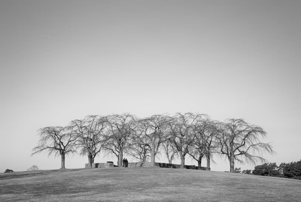 a black and white photo of trees on a hill