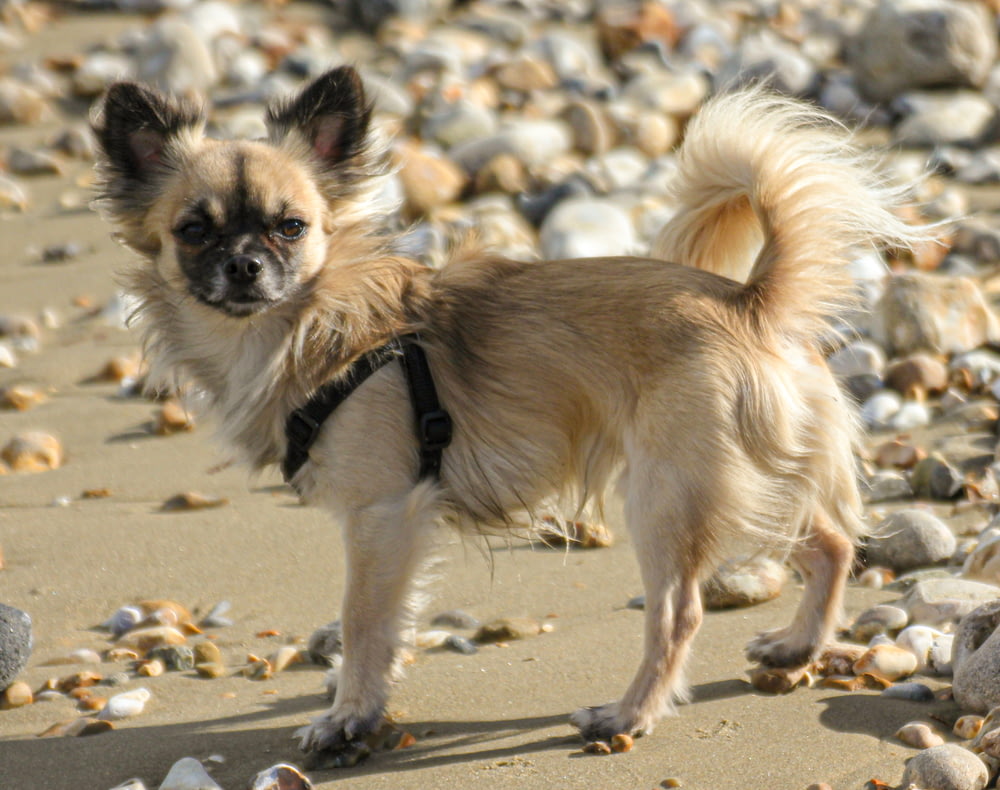 a small dog standing on top of a sandy beach