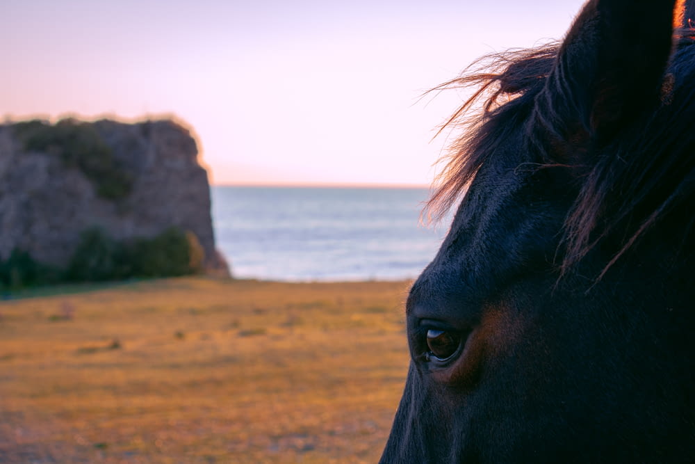 a close up of a horse near a body of water