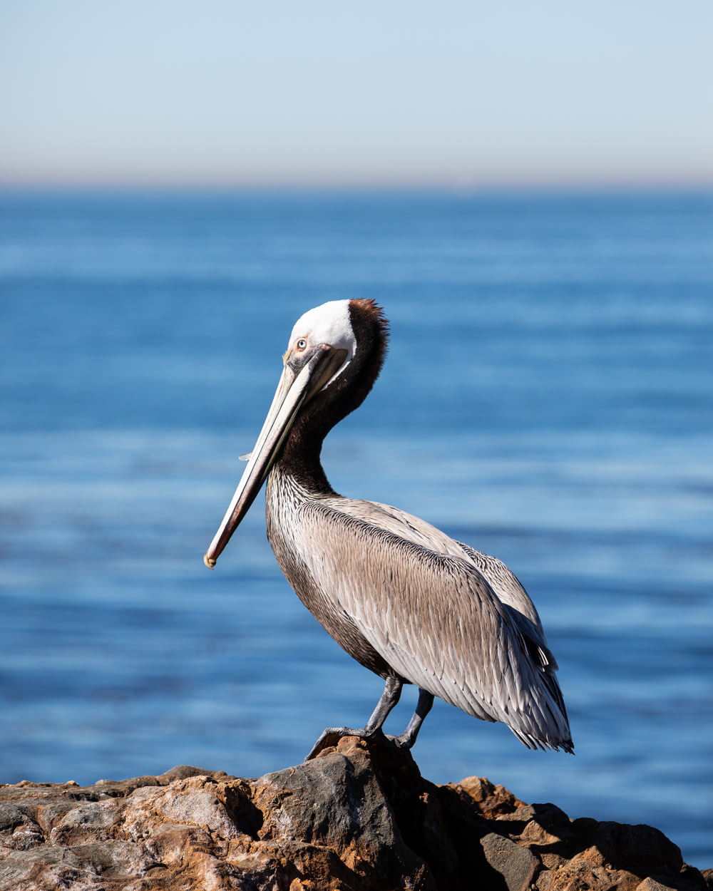 a pelican sitting on a rock near the ocean