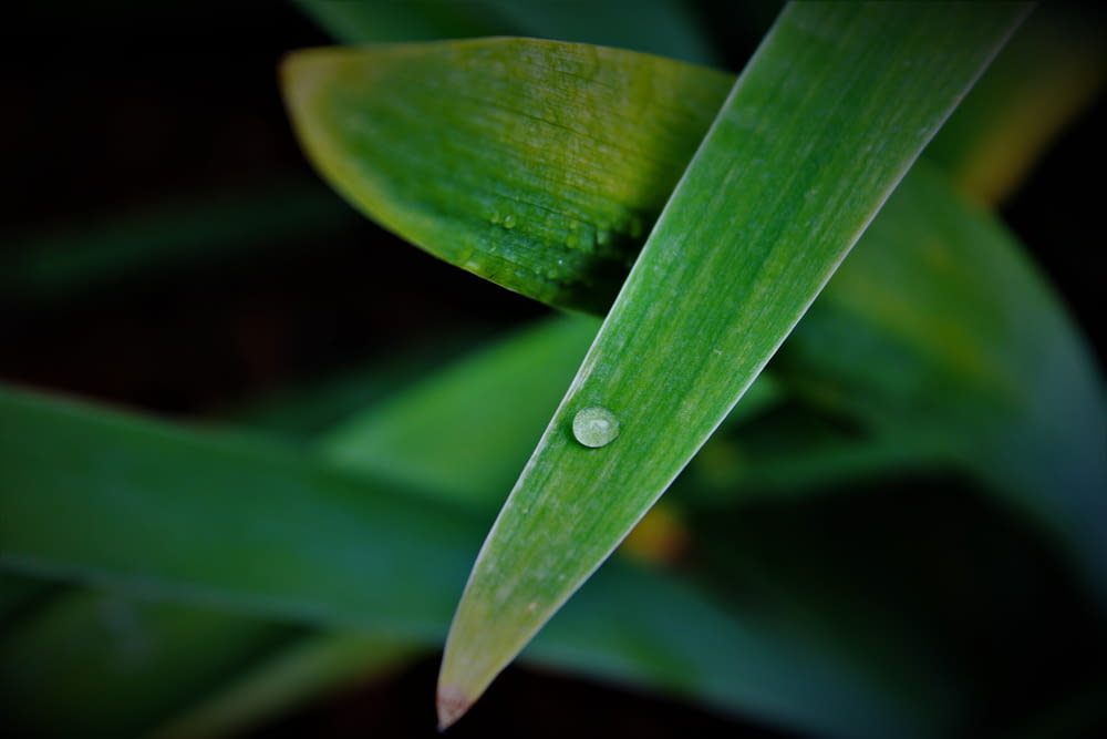 a green leaf with a drop of water on it