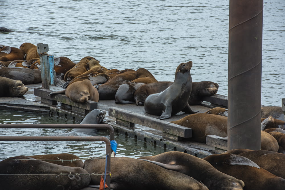 um grupo de leões-marinhos descansando em uma doca