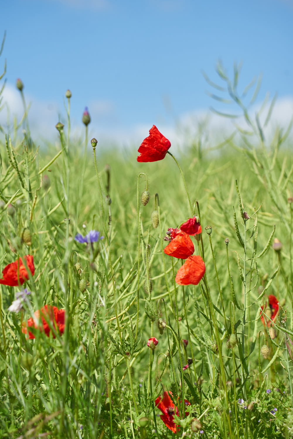 a field full of red and blue flowers